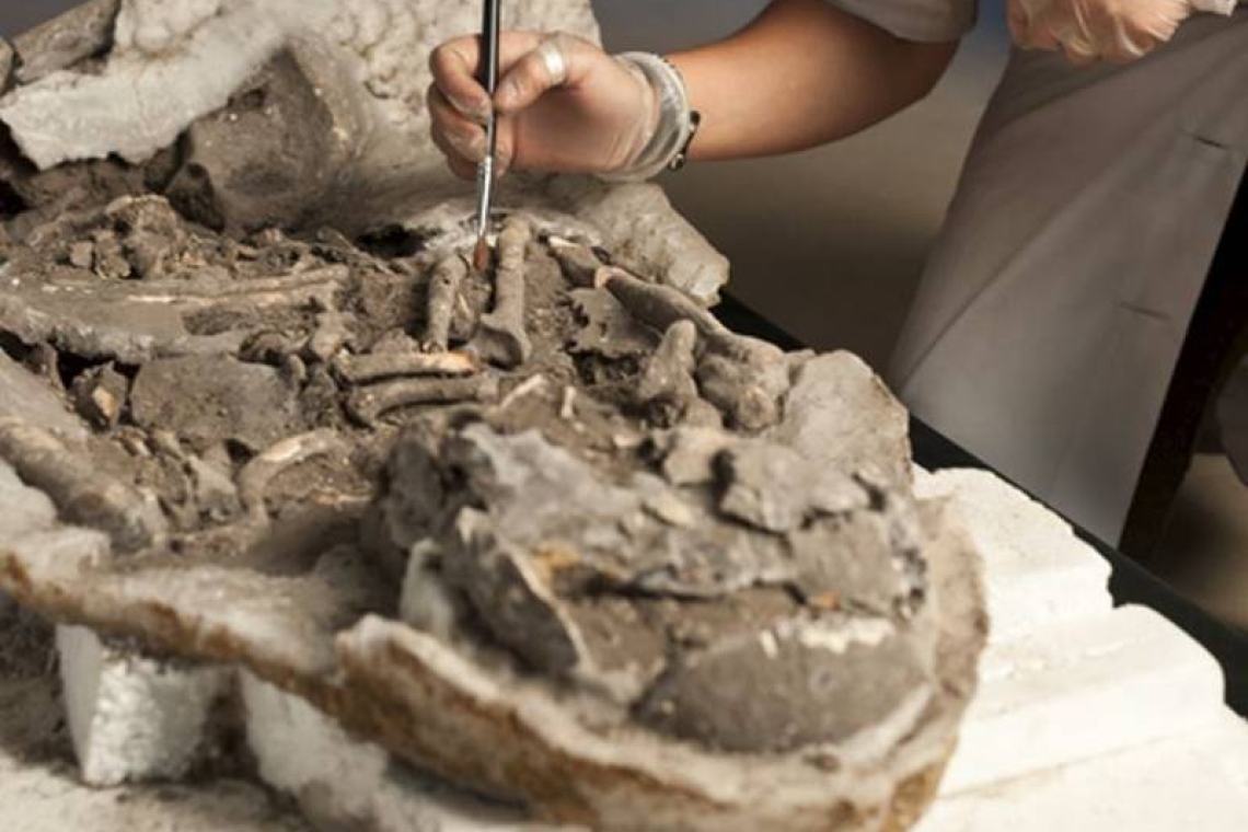 Restos de momia mesolítica del Valle del Sado. JOSÉ PAULO RUAS (Sebastian Carrasco/Europa Press)